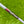 Load image into Gallery viewer, RARE Smooth Face Timeless Tourtype SSS