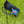 Load image into Gallery viewer, Brand New 2025 US Open Release USA Wanderer Circle T Stand Bag
