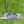 Load image into Gallery viewer, Brand New Phantom X T12 w/Black Shaft & Tour Jester (KOBE) Headcover