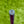 Load image into Gallery viewer, Brand New Phantom X T12 w/Black Shaft & Tour Jester (KOBE) Headcover