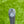 Load image into Gallery viewer, Brand New Tour Studio Style Squareback 2 w/Welded Plumbers Neck