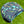 Load image into Gallery viewer, Brand New 2025 Phantom X T9 SSS w/Scotty Blue Camo Tour Bulldog Headcover