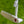 Load image into Gallery viewer, GSS Smooth Face 009m w/Large Single Milled Bombs @ 350g (Tiger Woods Style)
