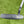 Load image into Gallery viewer, Tour Prototype "My Girl" 009 1.5 Carbon with Scotty Dog Hand Stamp
