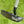 Load image into Gallery viewer, Tour Prototype "My Girl" 009 1.5 Carbon with Scotty Dog Hand Stamp
