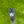 Load image into Gallery viewer, Brand New Tour F-3 Del Mar (T.DM) SSS w/Top Line Alignment Aid
