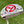 Load image into Gallery viewer, Brand New, 1st of its Kind, Tour Buttonback GOLO 6.2R w/Plumbers Neck
