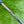 Load image into Gallery viewer, Brand New "Hand" Crafted Pintail Craftsman Prototype SSS w/Welded Neck &amp; Black Tour Shaft
