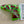 Load image into Gallery viewer, 2015 Jordan Spieth Masters Win "Cheery Bomb" Limited Release Blade Headcover

