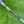 Load image into Gallery viewer, Tour Rat 2 SSS in Mystic Blue Finish w/Top Line Alignment Aid
