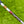 Load image into Gallery viewer, Brand New Tiger Woods Style Timeless Tourtype (TT) w/Blue Paint Fill @ 350g
