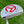 Load image into Gallery viewer, Brand New 2026 Tour Buttonback GOLO 6.2R w/Plumbers Neck
