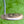 Load image into Gallery viewer, Brand New 2017 Scotty Cameron Limited Edition My Girl Futura 5MB
