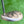Load image into Gallery viewer, Brand New 2017 Scotty Cameron Limited Edition My Girl Futura 5MB
