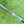 Load image into Gallery viewer, Brand New 2017 Scotty Cameron Limited Edition My Girl Futura 5MB
