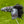 Load image into Gallery viewer, Gallery Release Black Dragon Blade Headcover
