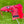 Load image into Gallery viewer, Gallery Release Red Dragon Blade Headcover
