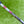 Load image into Gallery viewer, Brand New Tour Rat 2 SSS w/Purple Paint Fill &amp; Top Line Alignment Aid
