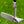 Load image into Gallery viewer, Brand New Chromatic Bronze Timeless + SSS w/Smoke Black Shaft &amp; "T" Alignment Aid
