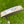 Load image into Gallery viewer, Brand New Chromatic Bronze Timeless + SSS w/Smoke Black Shaft &amp; "T" Alignment Aid
