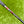 Load image into Gallery viewer, Brand New Chromatic Bronze Timeless + SSS w/Smoke Black Shaft &amp; "T" Alignment Aid
