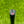 Load image into Gallery viewer, Brand New Chromatic Bronze Timeless + SSS w/Smoke Black Shaft &amp; "T" Alignment Aid
