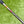Load image into Gallery viewer, Brand New 2-Tone Phantom X T11.5 SSS Proto w/Welded Chrome Bronze Flojet Neck
