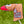 Load image into Gallery viewer, 2017 Boise Open Release "PUTTATOR TOT" Blade Headcover
