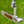 Load image into Gallery viewer, Unreleased Tour Prototype Teryllium Insert Newport Studio Style
