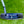 Load image into Gallery viewer, Tour GOLO 6.5 SSS in Black Finish w/Welded Flojet Neck &amp; Purple Paint Fill
