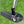 Load image into Gallery viewer, Tour GOLO 6.5 SSS in Black Finish w/Welded Flojet Neck &amp; Purple Paint Fill
