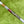 Load image into Gallery viewer, Brand New "Vault" Exclusive, "S.C.M." 009m SSS Mid Slant Fancy Back
