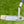 Load image into Gallery viewer, Brand New Chromatic Bronze Tour Newport (TNP) w/GSS Insert &amp; Black Shaft
