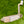 Load image into Gallery viewer, Brand New Chromatic Bronze Tour Newport (TNP) w/GSS Insert &amp; Black Shaft
