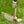 Load image into Gallery viewer, Brand New Chromatic Bronze Tour Newport (TNP) w/GSS Insert &amp; Black Shaft
