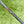 Load image into Gallery viewer, Brand New Chromatic Bronze Tour Newport (TNP) w/GSS Insert &amp; Black Shaft
