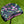 Load image into Gallery viewer, Brand New Tour Phantom T5 OC w/Black Shaft &amp; Pink Camo Circle T Headcover
