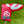 Load image into Gallery viewer, 35" Tour Newport with GSS Insert &amp; Classic Red Paint Fill

