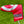 Load image into Gallery viewer, 35" Tour Newport with GSS Insert &amp; Classic Red Paint Fill
